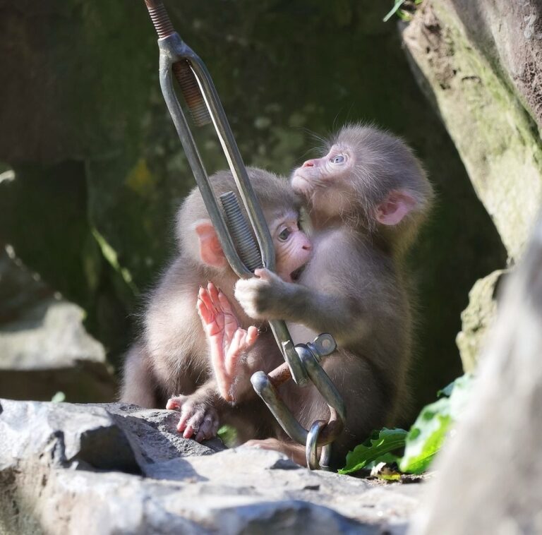 Maternal Moments in the Wild