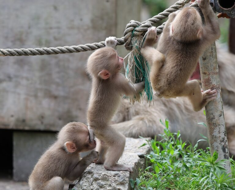 Mother's Care in the Wild