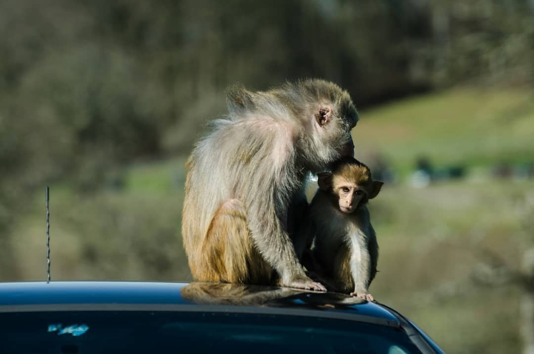 Heartwarming Moments of Mother Monkeys Feeding Their Babies