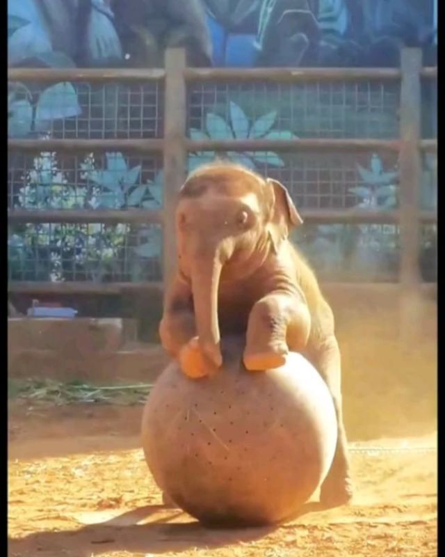 Elephant Playtime